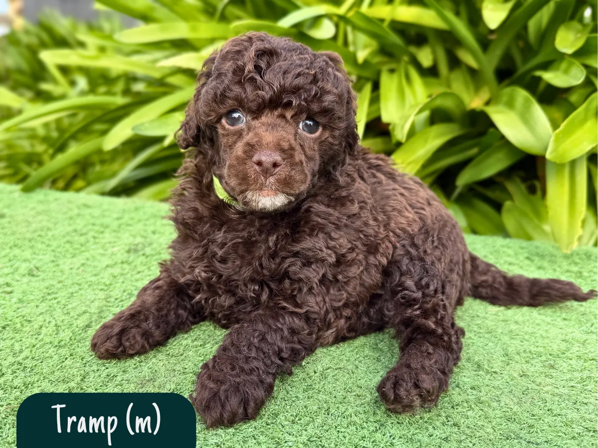 minipoodle