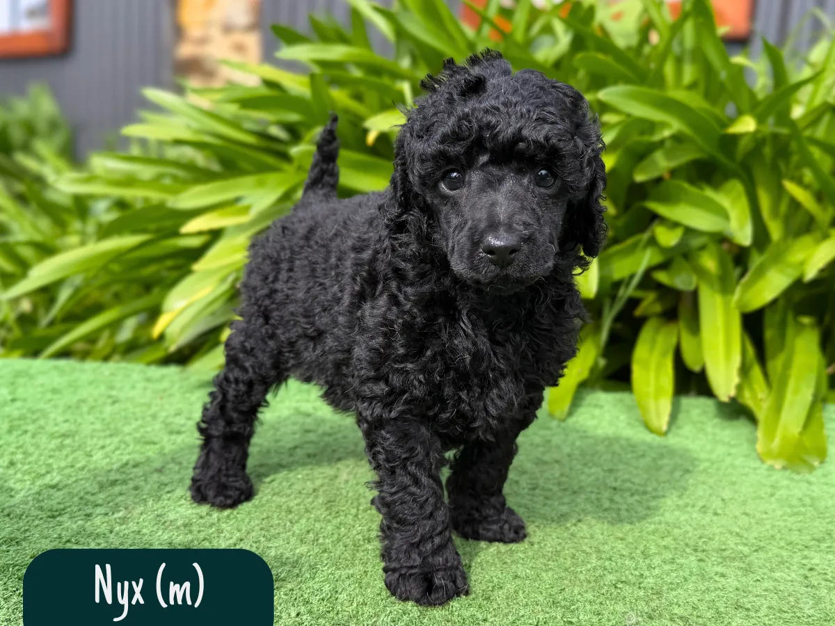 mini-poodles-vic
