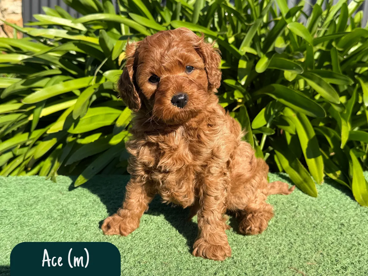 f1b-cavoodles-melbourne