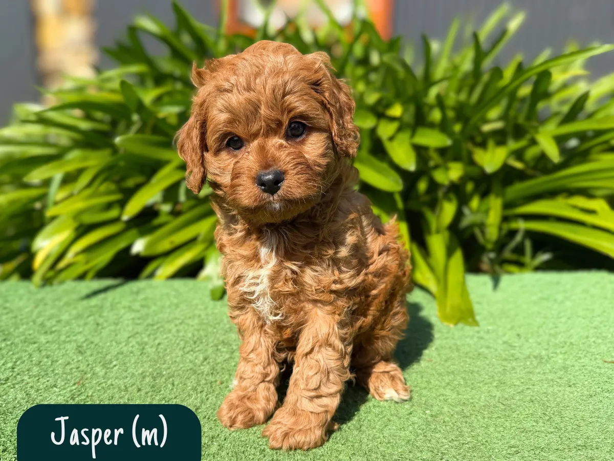 cavoodle-pups-melbourne