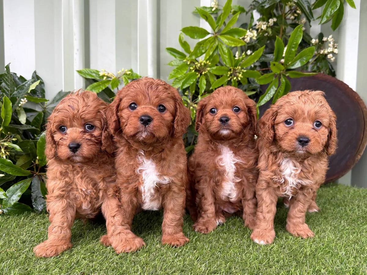cavoodles-f1-pups