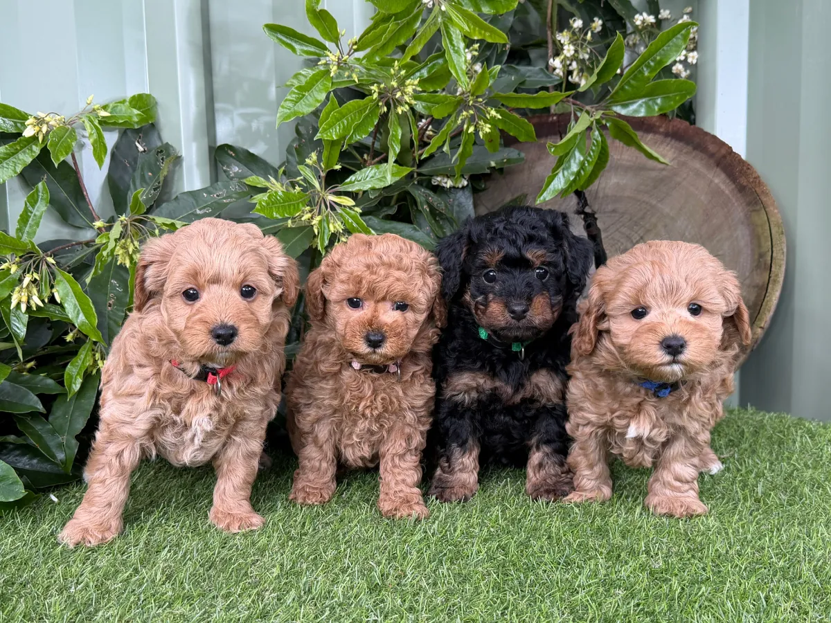 f1-cavoodle-puppy