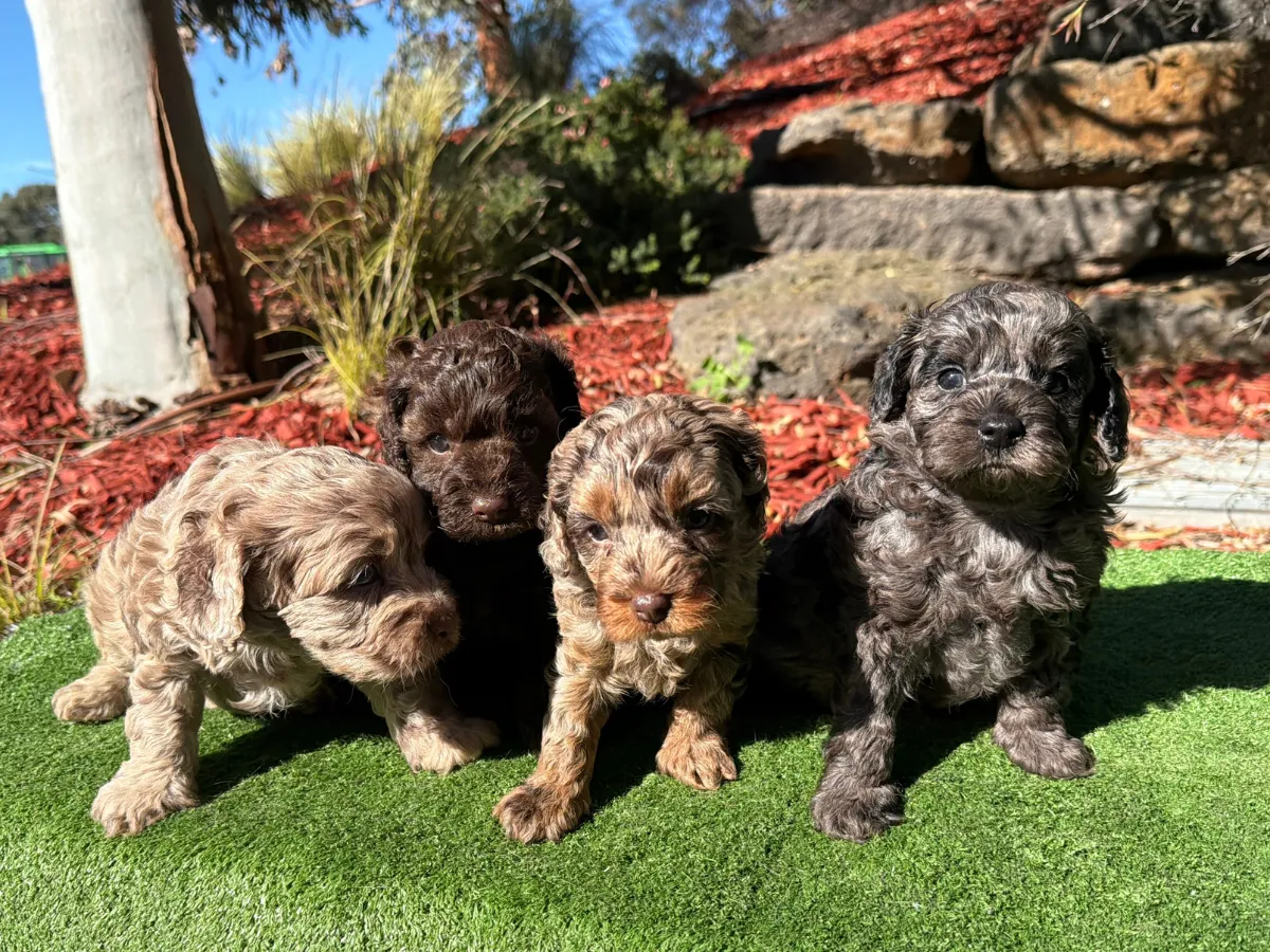 f1b-cavoodle-puppies