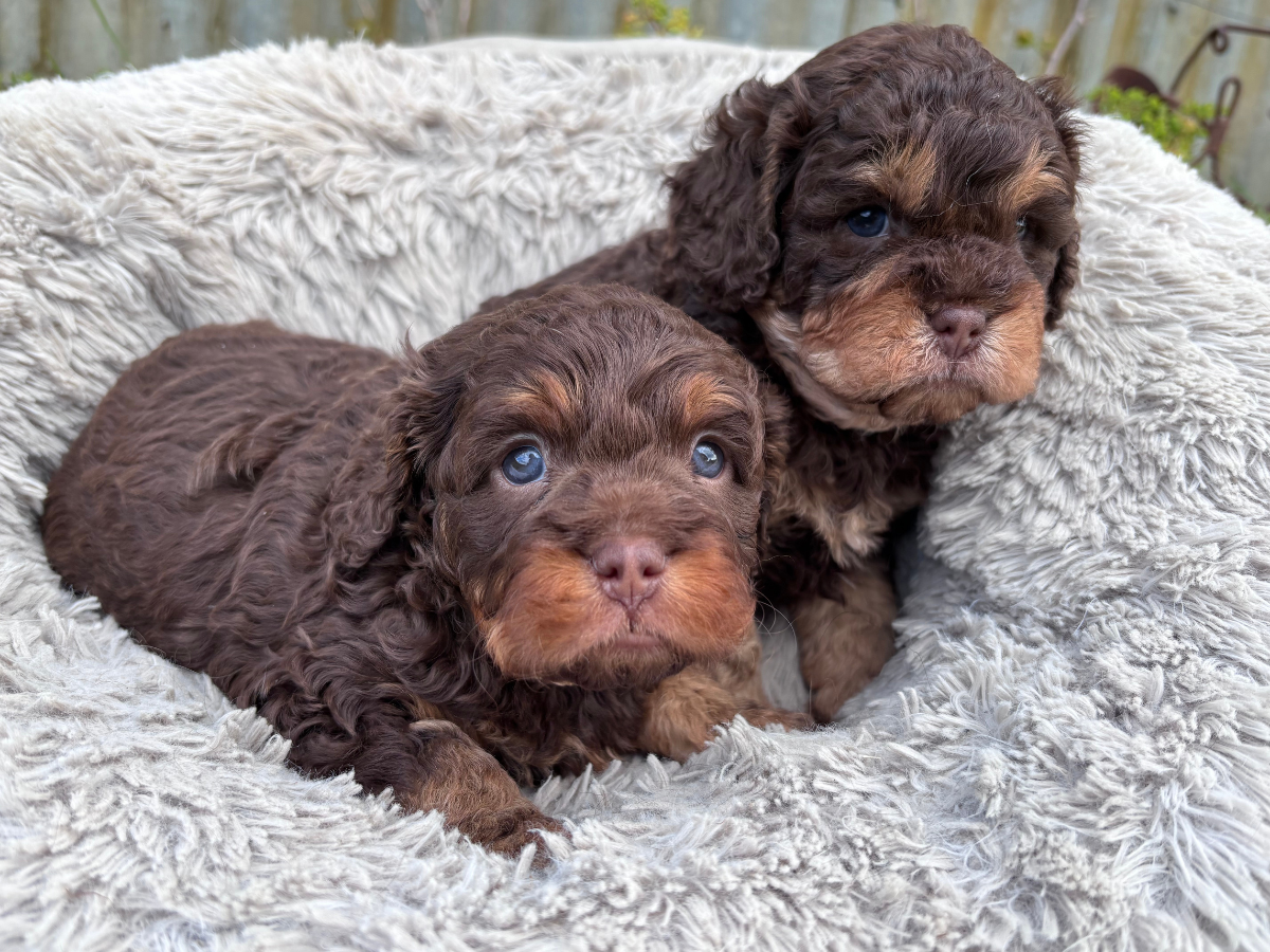 cavoodle-puppies-available