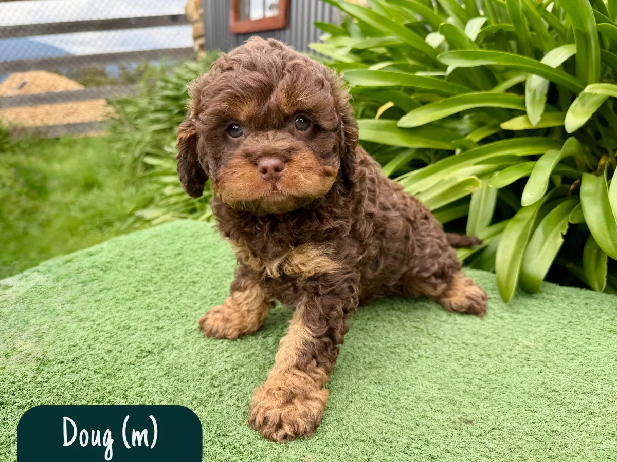 cavoodle-puppies-melbourne