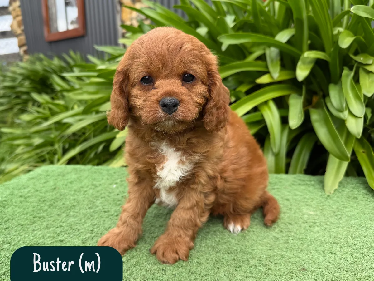 cavoodles-f1-pups