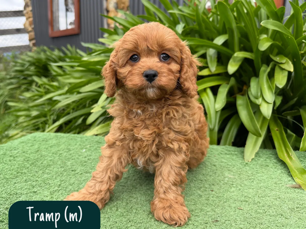 cavoodles-f1-pups