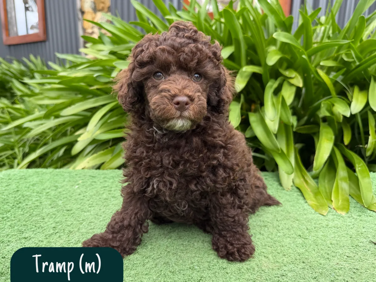 minipoodle
