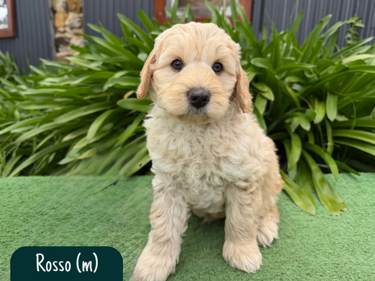 groodle-puppies-melbourne