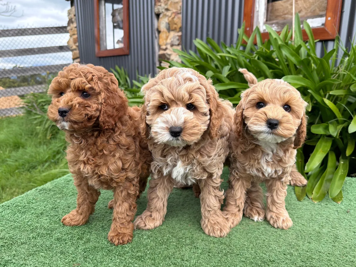 Ruby & Rocky's