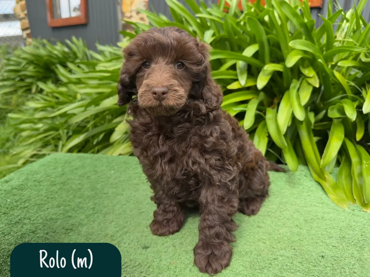 mini-poodles-vic