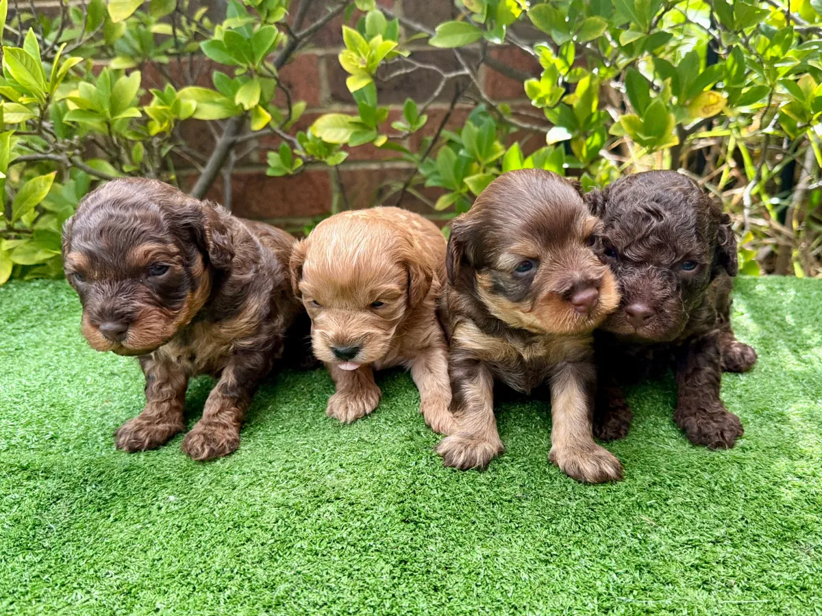 f1b-cavoodle-puppies