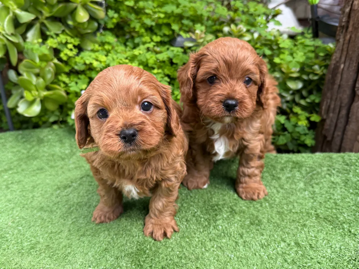 f1b-cavoodle-puppies
