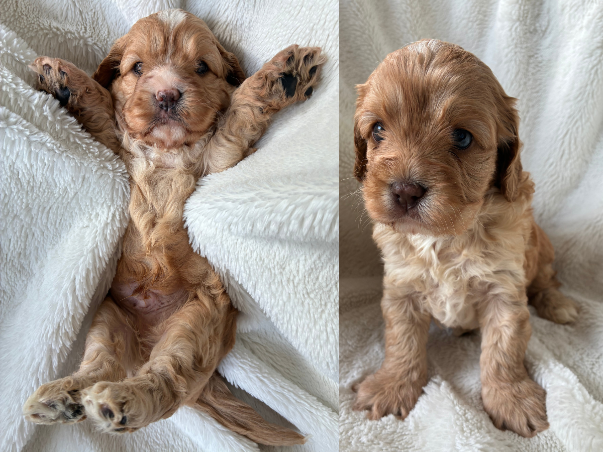 cavoodle-puppies-available