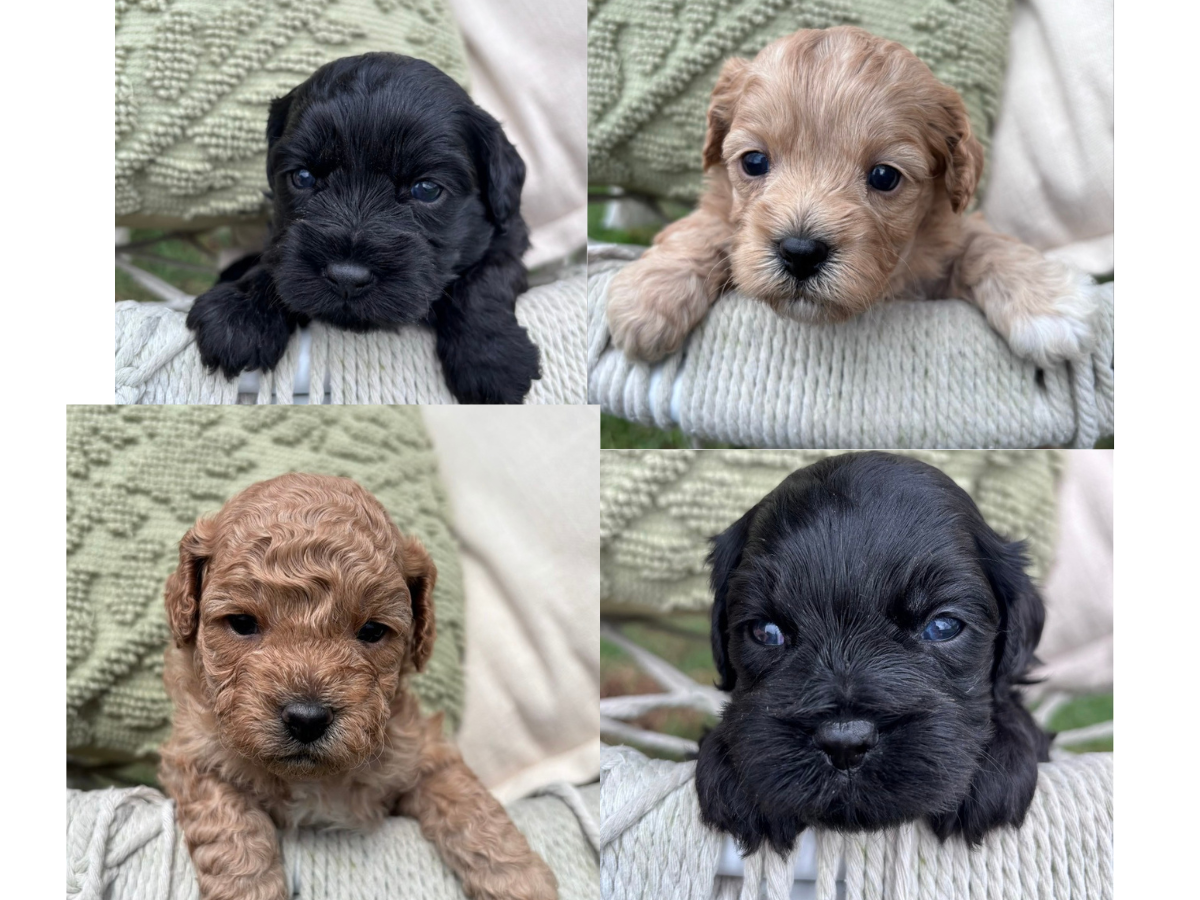 toy-cavoodle-puppies-victoria
