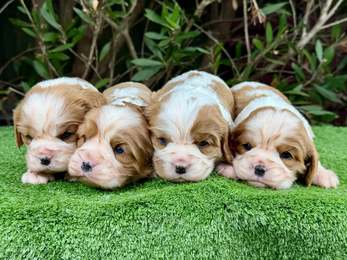 king-charles-cavalier-puppies