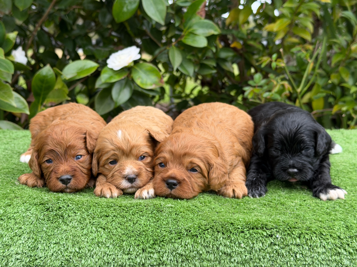 cavoodle-puppies-coming-soon