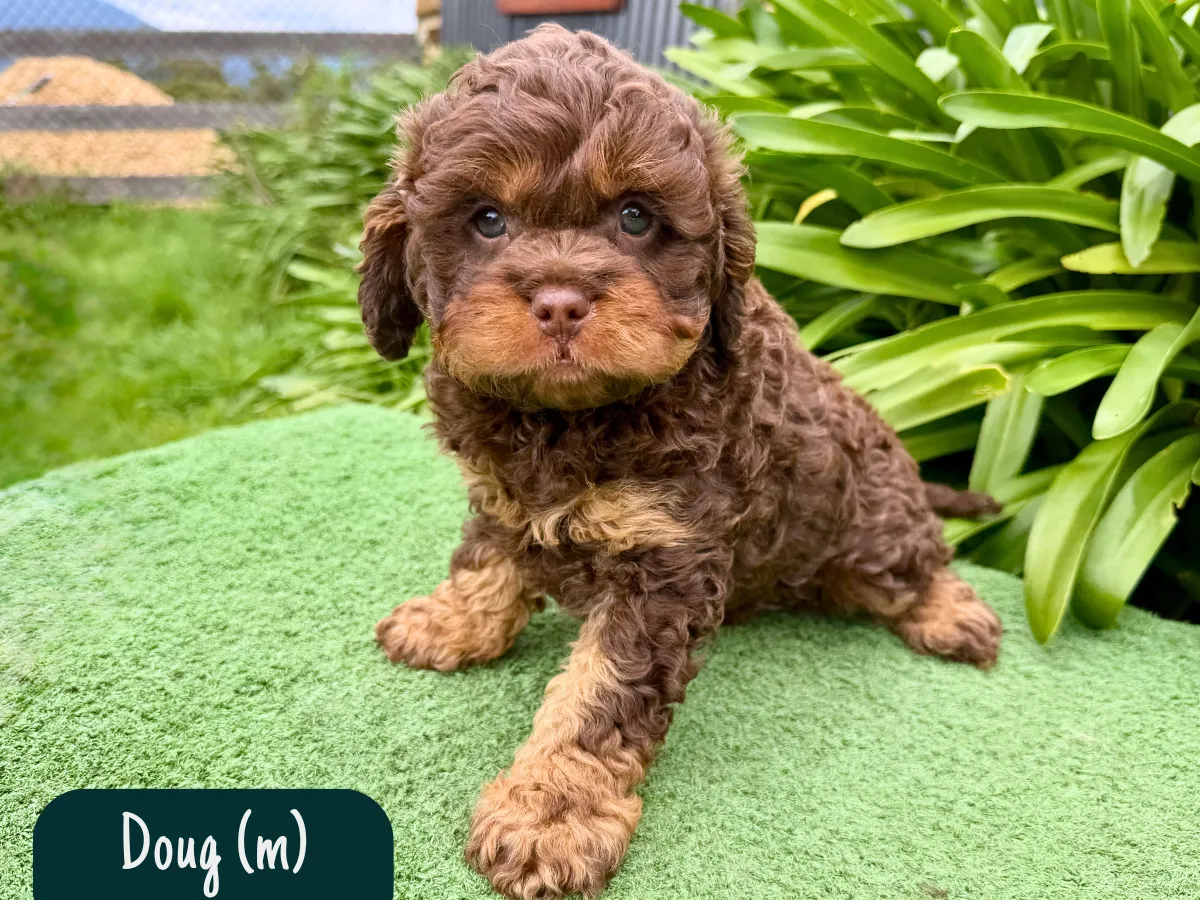 chocolate-cavoodle-puppy
