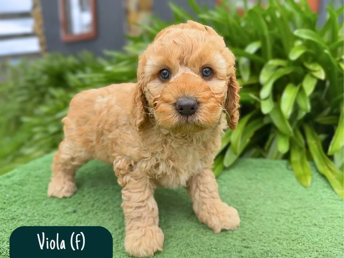 groodle-puppies-melbourne