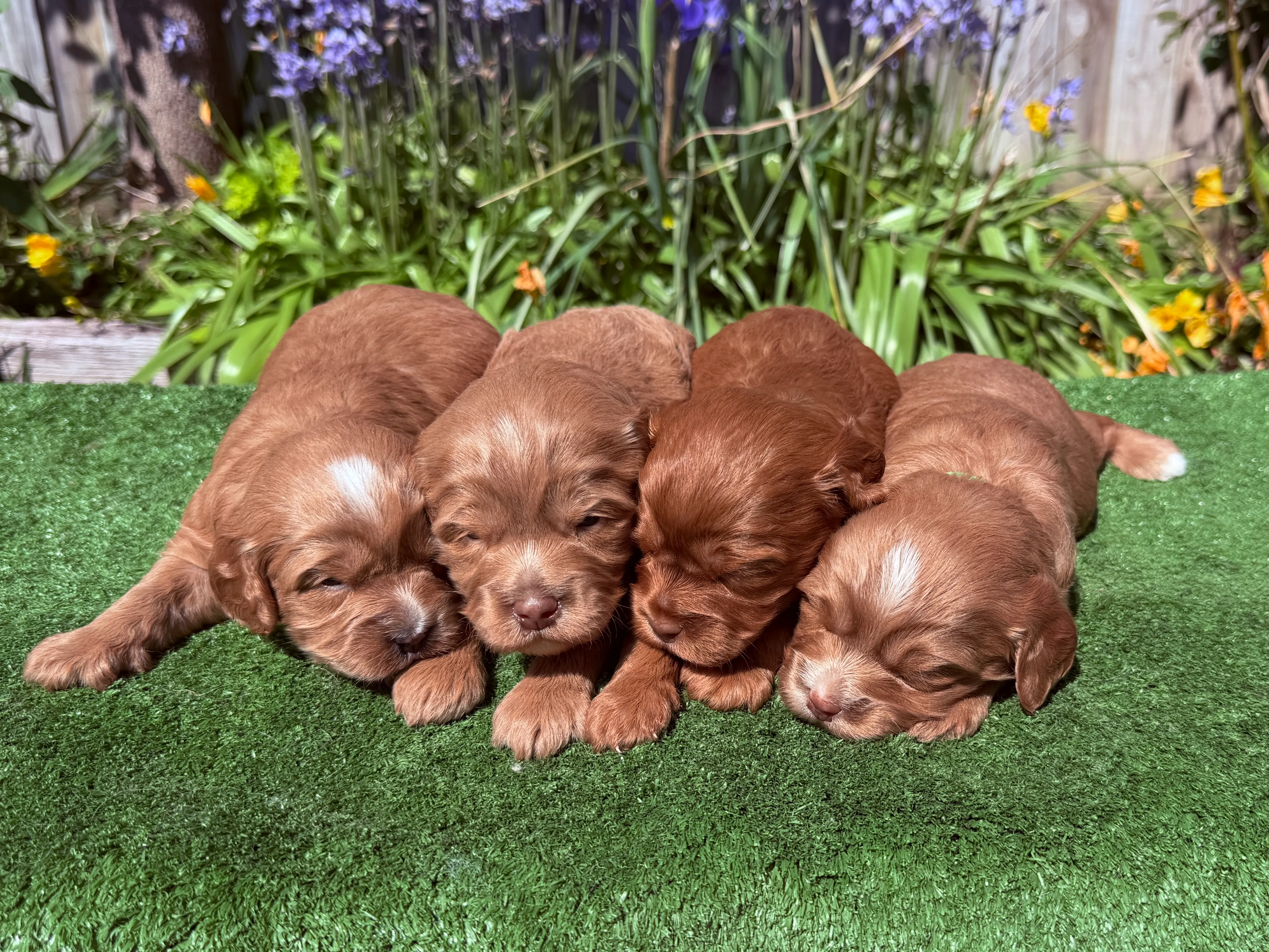 cavoodle-puppies-available-soon