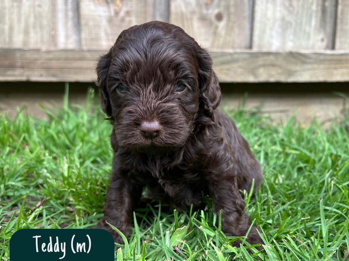chocolate-cavoodles-melbourne