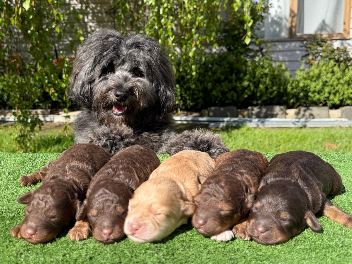 bordoodle-puppies-melbourne