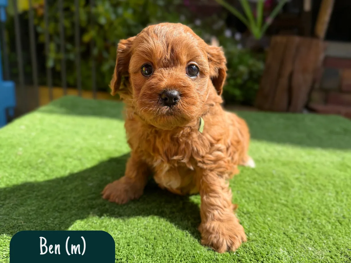 cavoodle-f1