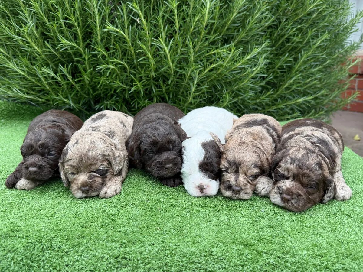 Daisy & Shep's