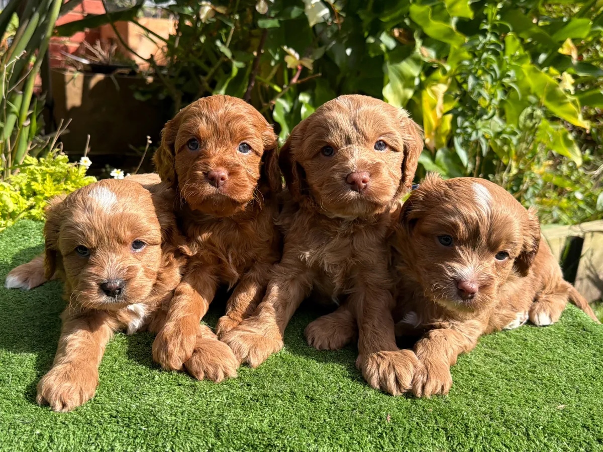 cavoodle-puppies-available-soon