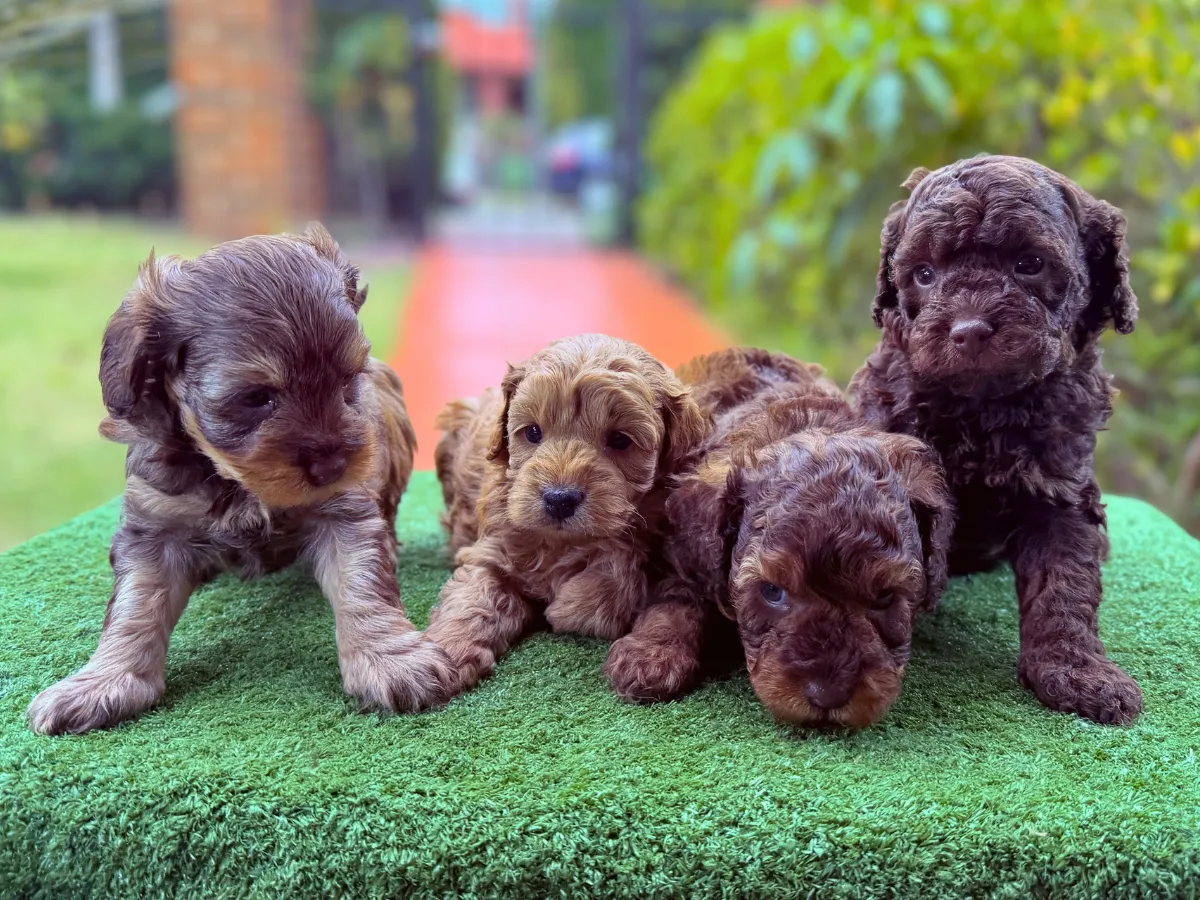 f1b-cavoodle-puppies