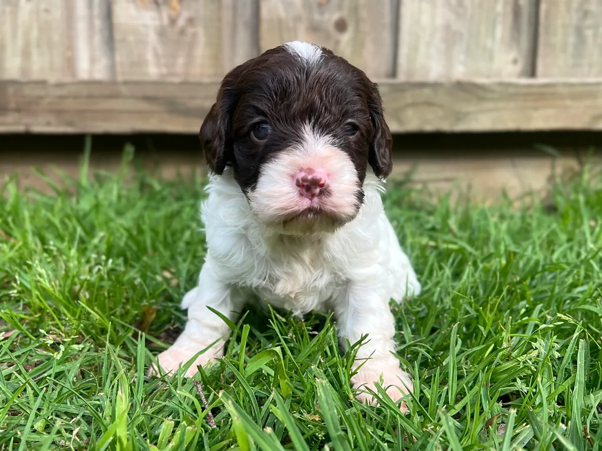 chocolate-cavoodles-melbourne