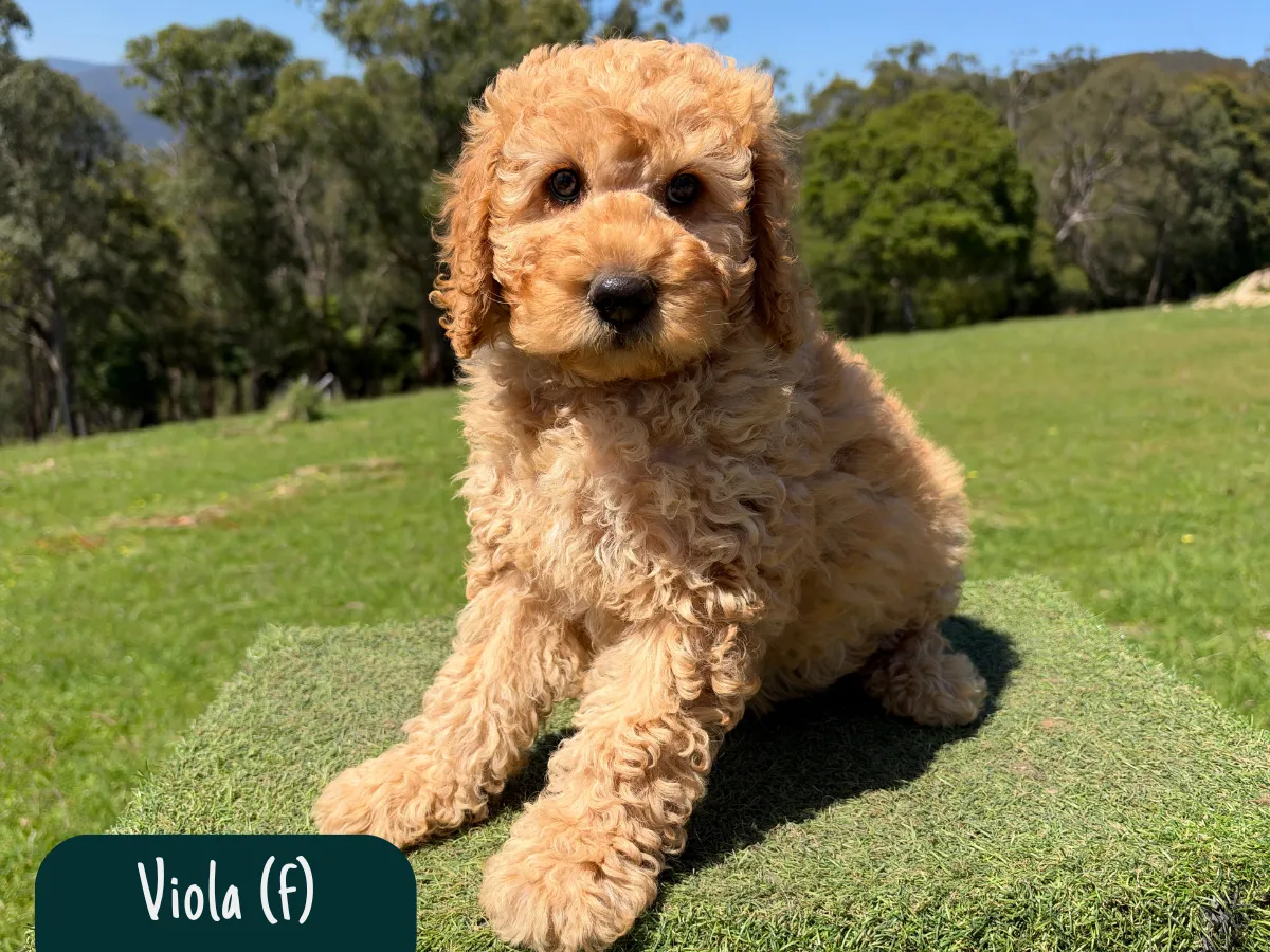 groodle-puppies-melbourne
