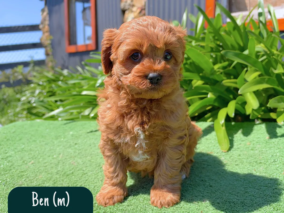 cavoodle-f1