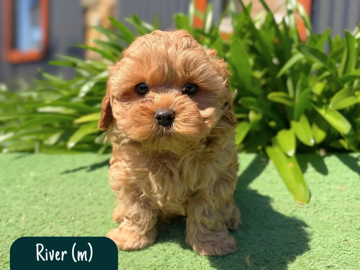 f1bcavoodle-vic
