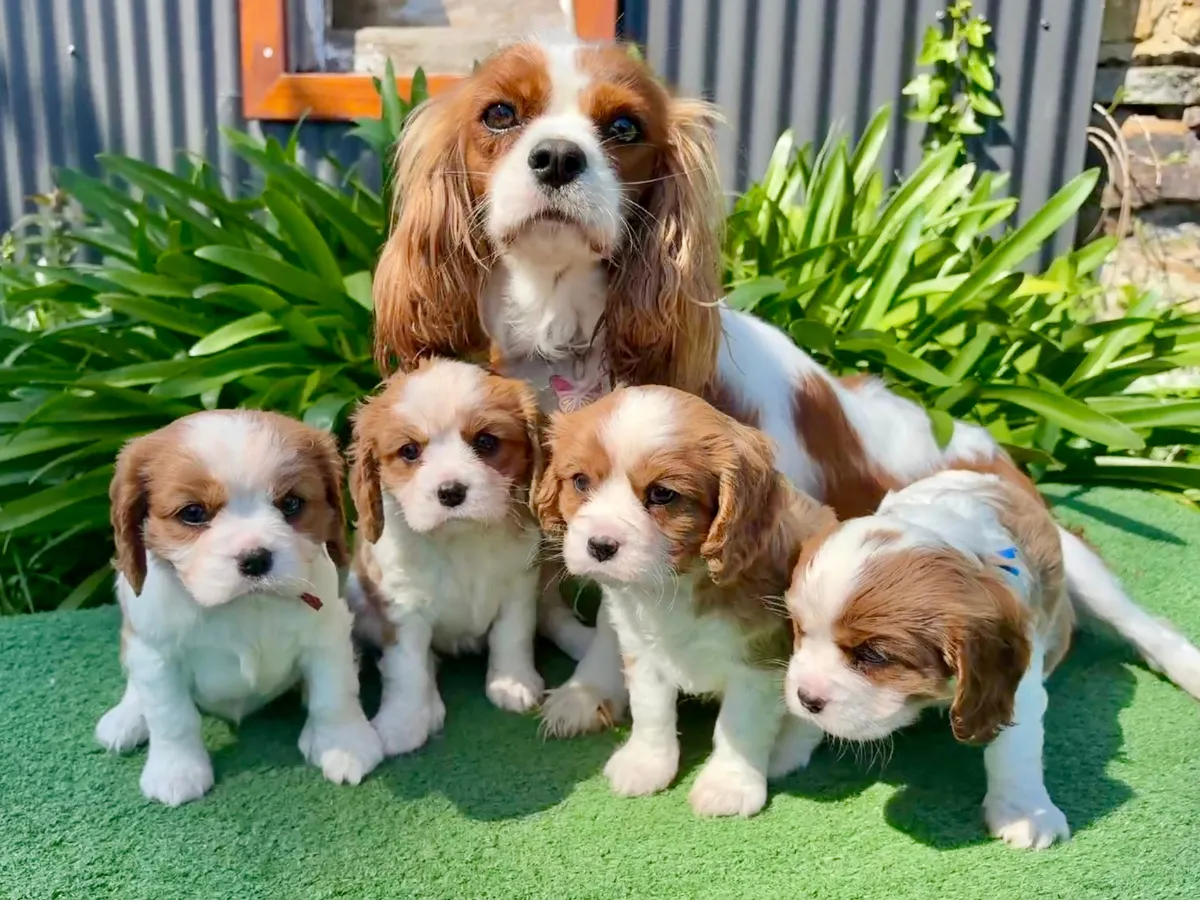 cavalier-king-charles-puppies