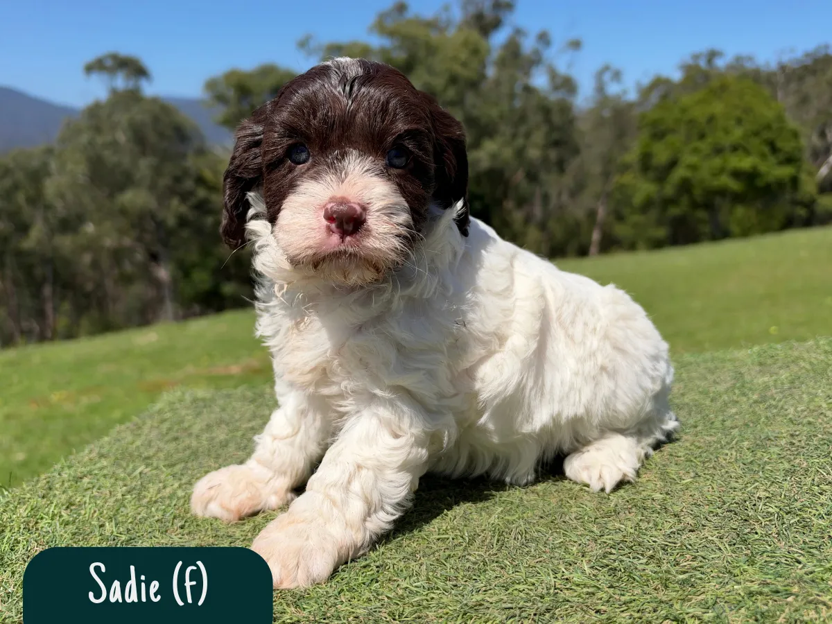 cavoodle-pups-available