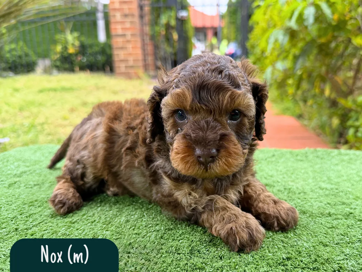 f1b-cavoodles