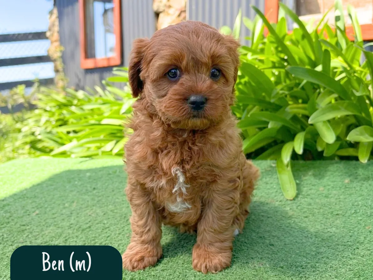 cavoodle-f1