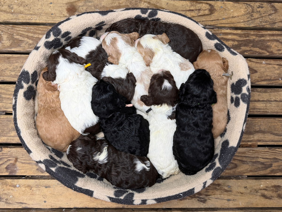 cavoodle-pups-coming-soon