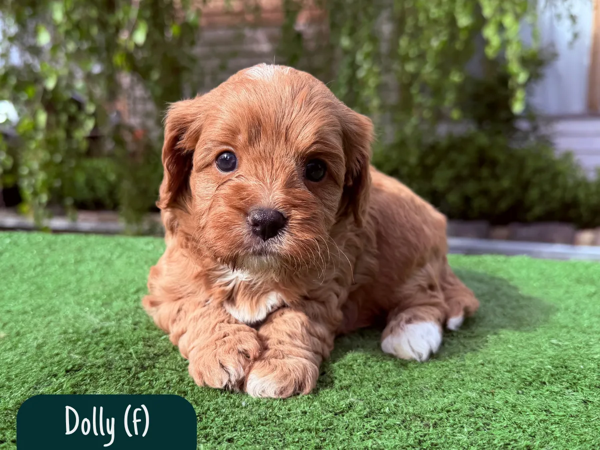 cavoodle-pups-victoria