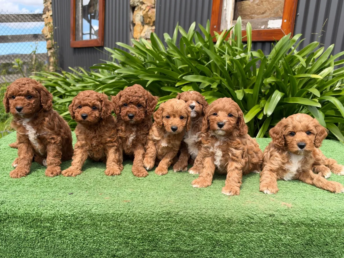 f1b-cavoodles-melbourne