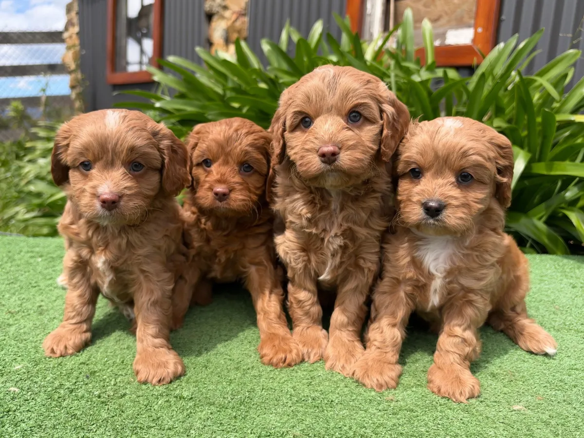 cavoodle-pups-melbourne