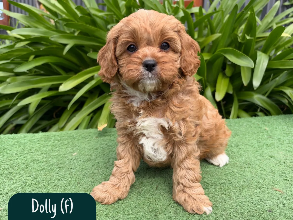 cavoodle-pups-victoria