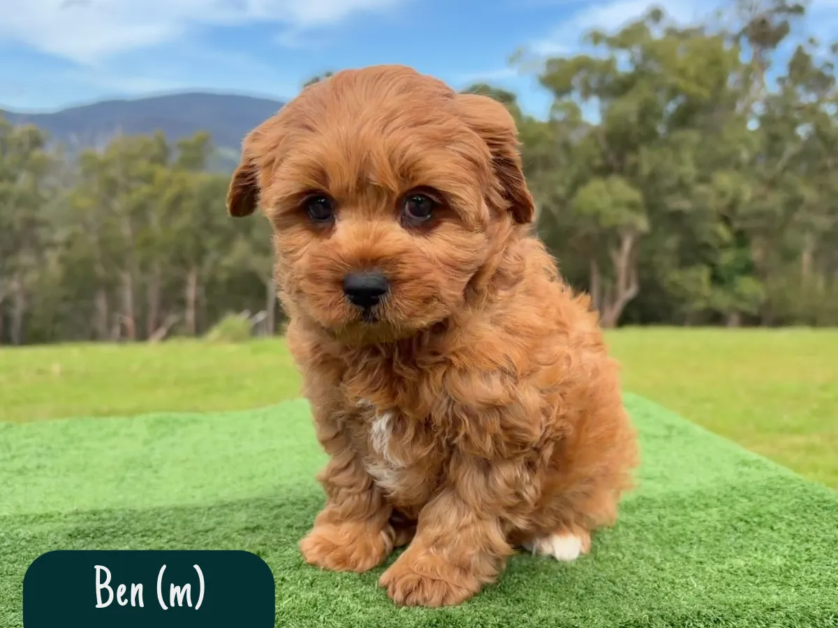 cavoodle-f1