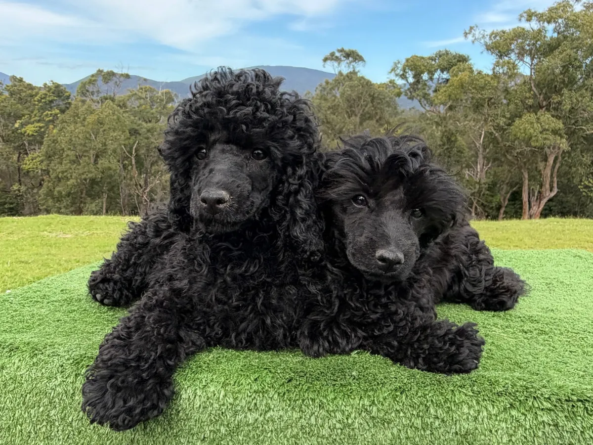 mini-poodles-vic