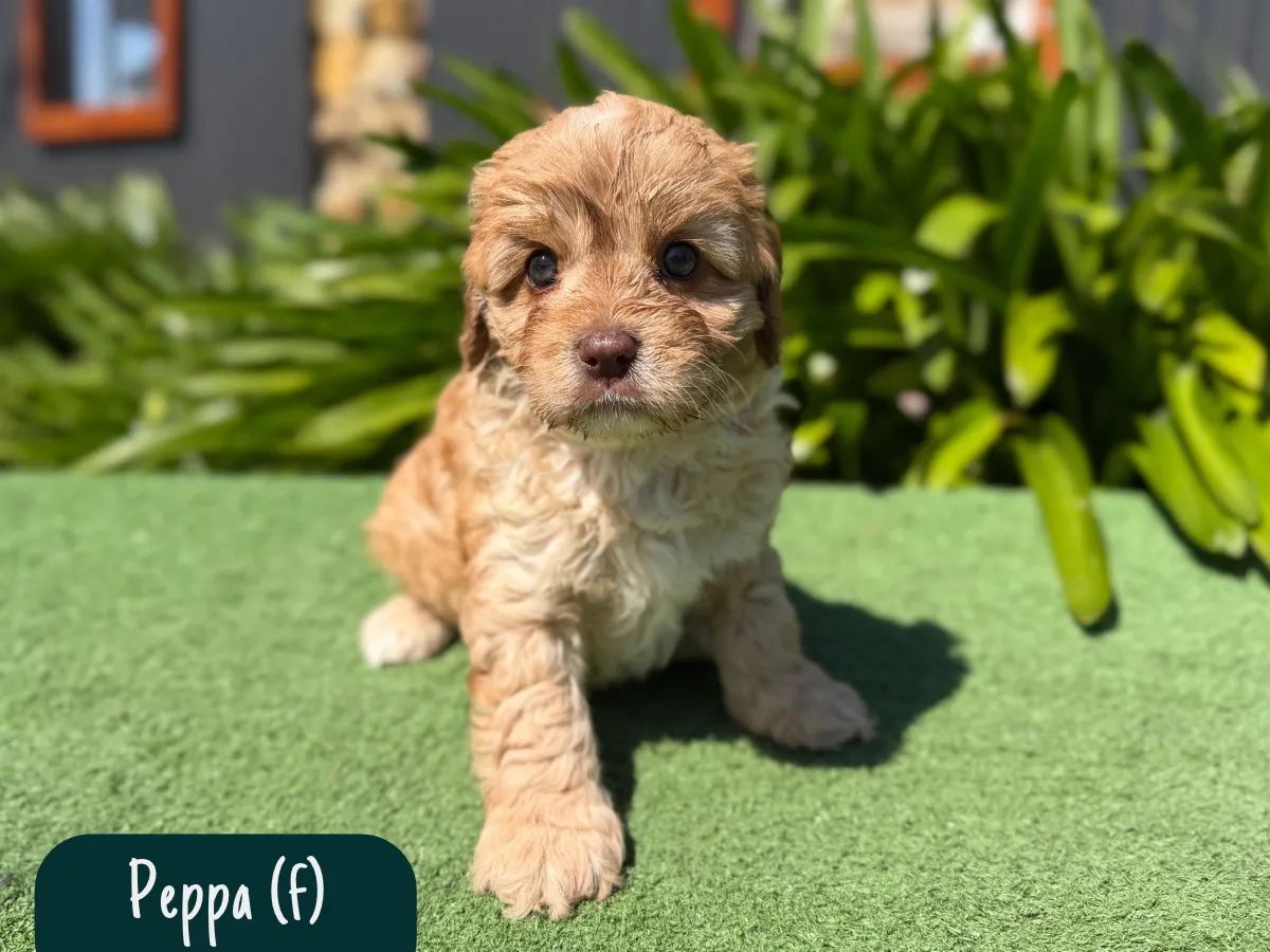 cavoodle-puppies-for-sale