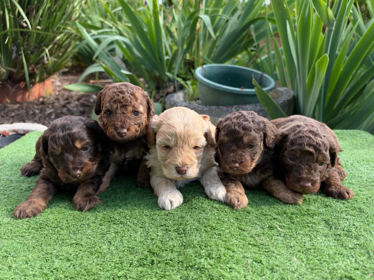 bordoodle-puppies-melbourne