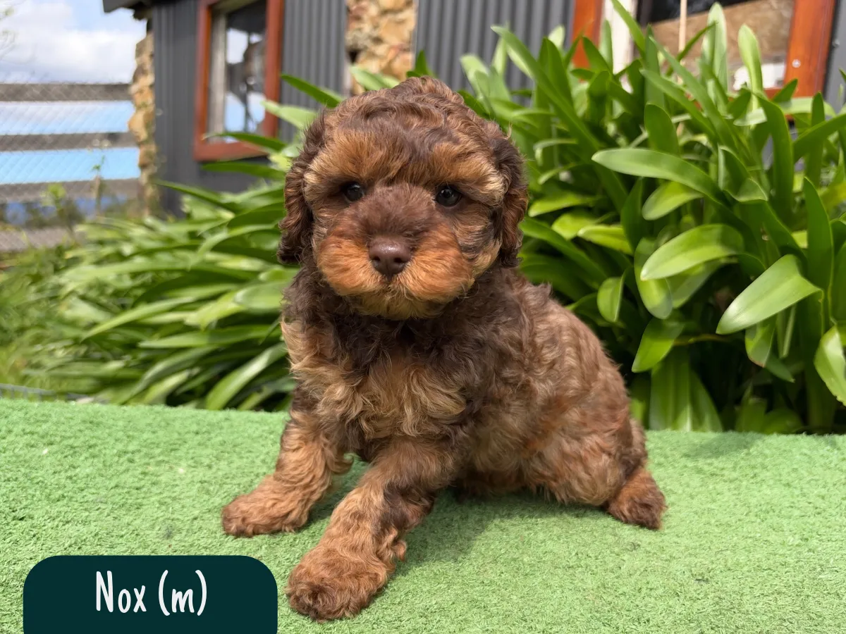 f1b-cavoodles
