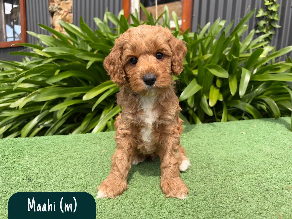 f1b-cavoodles-melbourne