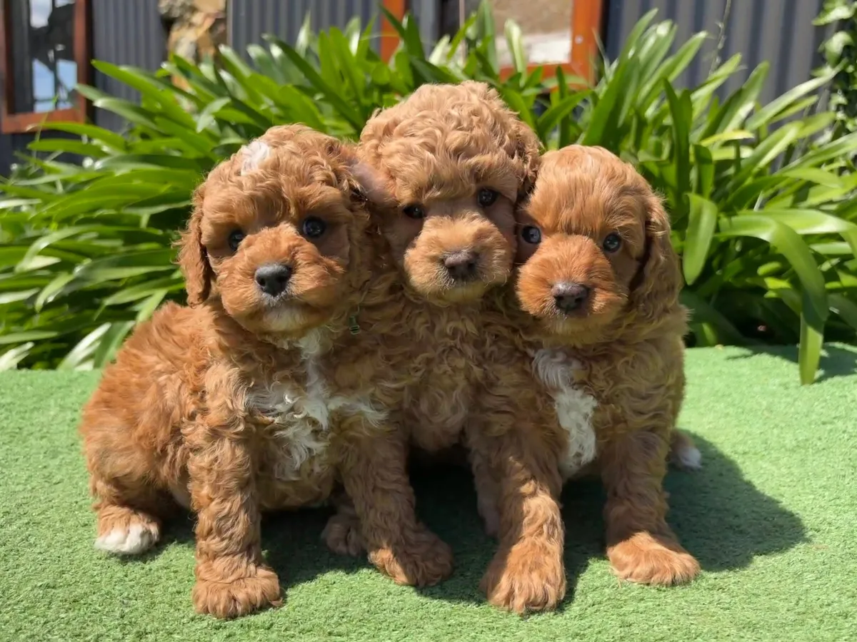 melb-cavoodle